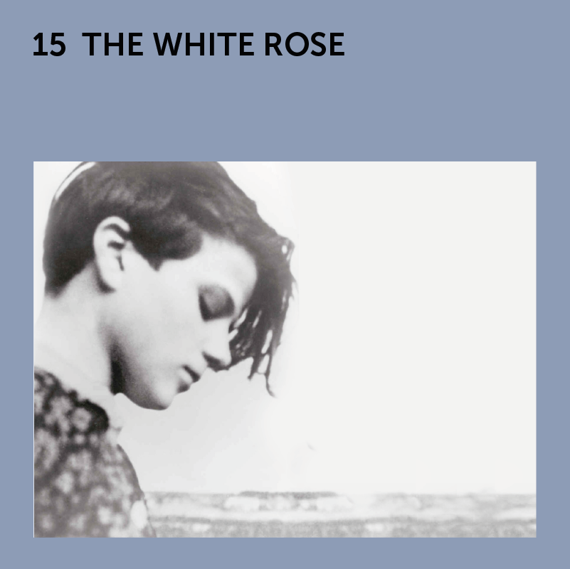 15 The White Rose